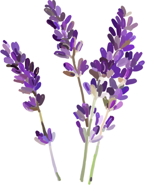 Lavender Painting Illustration